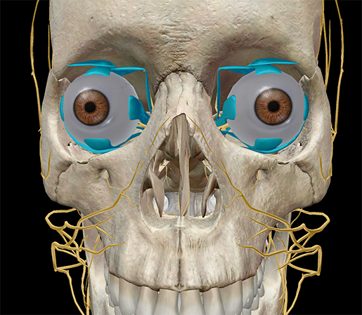 Extraocular-muscles-rectus-eyes-ocular-movement